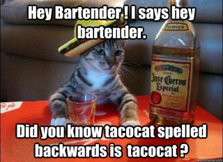 Illustration for article titled Cinco De Mayo Con Taco En Discusión Abierta